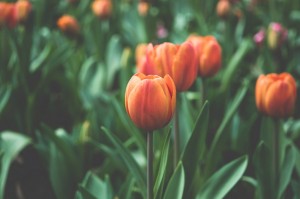flowers-garden-orange-tulips-large
